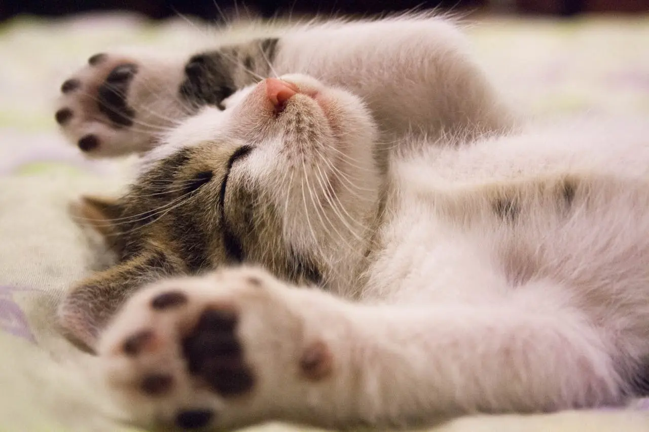 a cute baby cat sleeping with the paws up